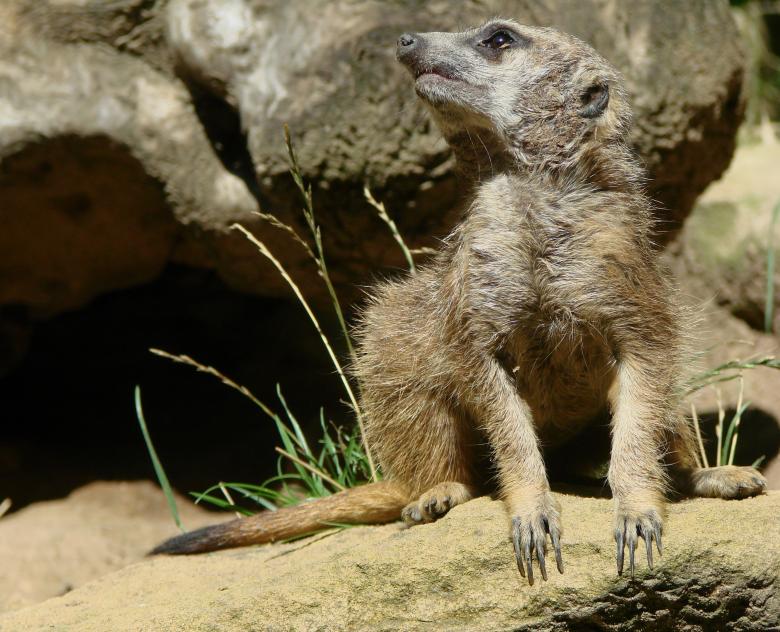 Free stock image of Wild Meerkat created by Pixabay