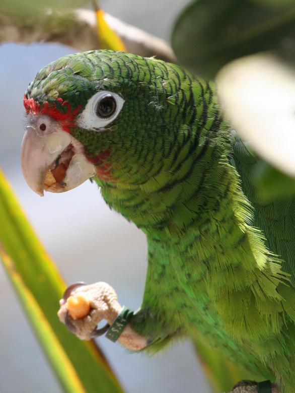 Free stock image of Green Parrot created by Pixabay