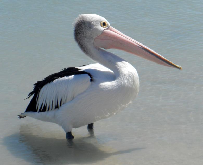 Free stock image of Pelican in the Water created by Pixabay