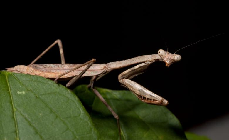 Free stock image of Praying Mantis created by Pixabay