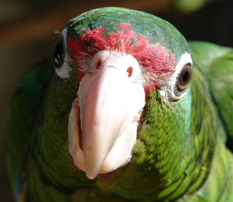 Free stock image of Puerto Rican Parrot created by Pixabay