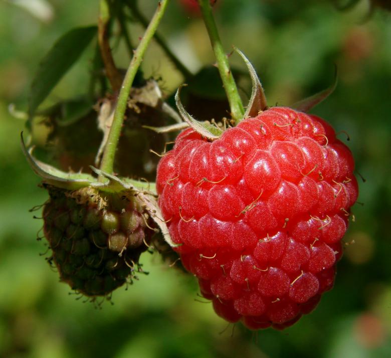 Free stock image of Fresh Raspberry created by Pixabay