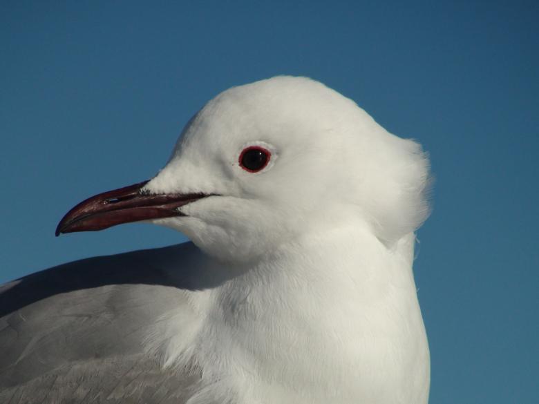 Free stock image of Sea Gull created by Pixabay