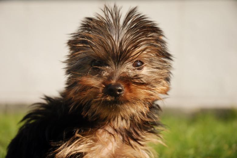 Free stock image of Yorkshire Terrier created by Pixabay