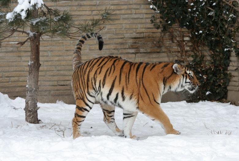 Free stock image of Adult Tiger created by Pixabay