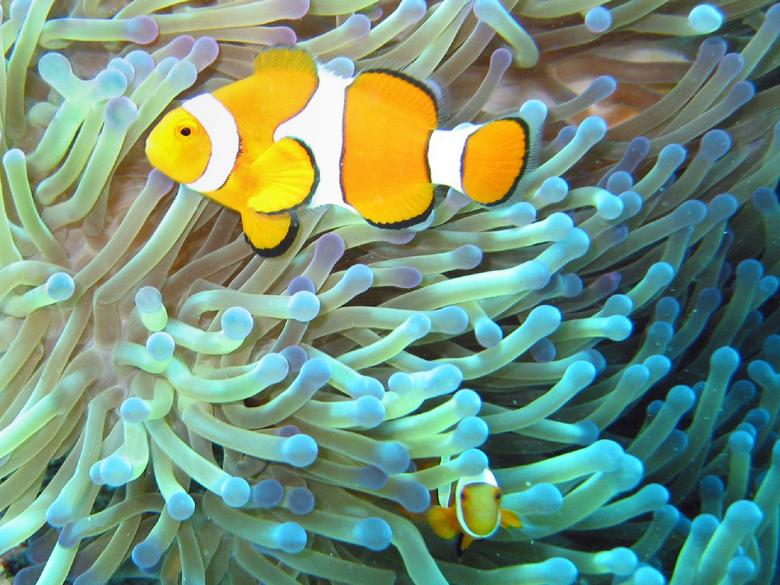 Free stock image of Clownfish created by Pixabay