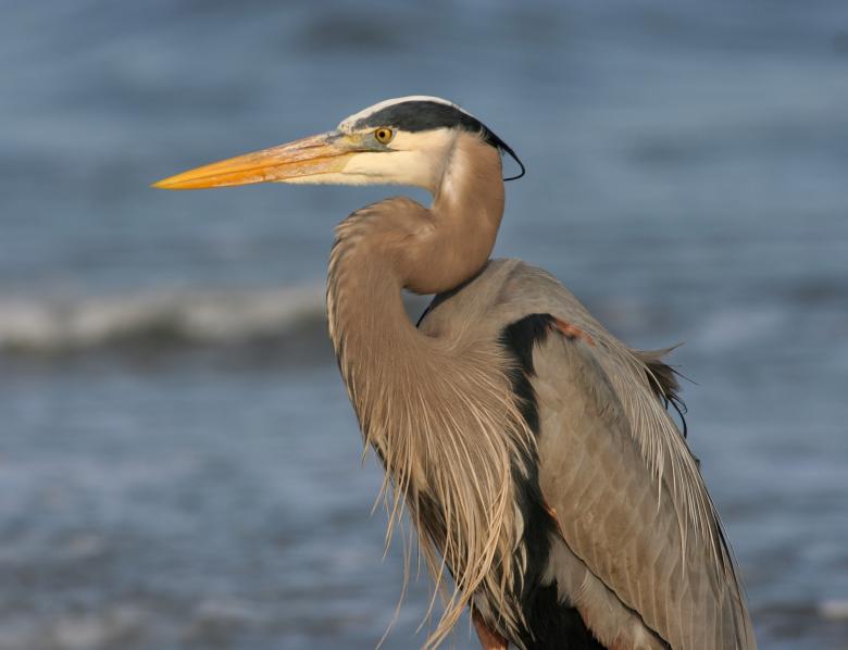 Free stock image of Great Blue Heron created by Pixabay