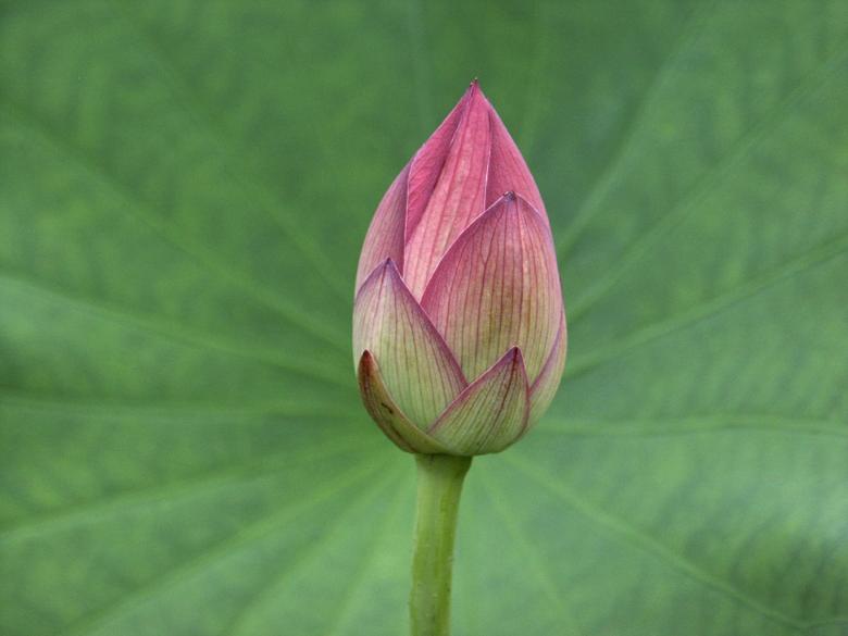 Free stock image of Lotus Bud created by Pixabay
