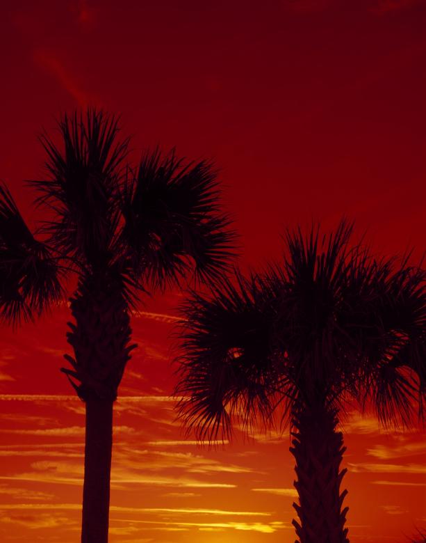 Free stock image of Palm Trees created by Pixabay