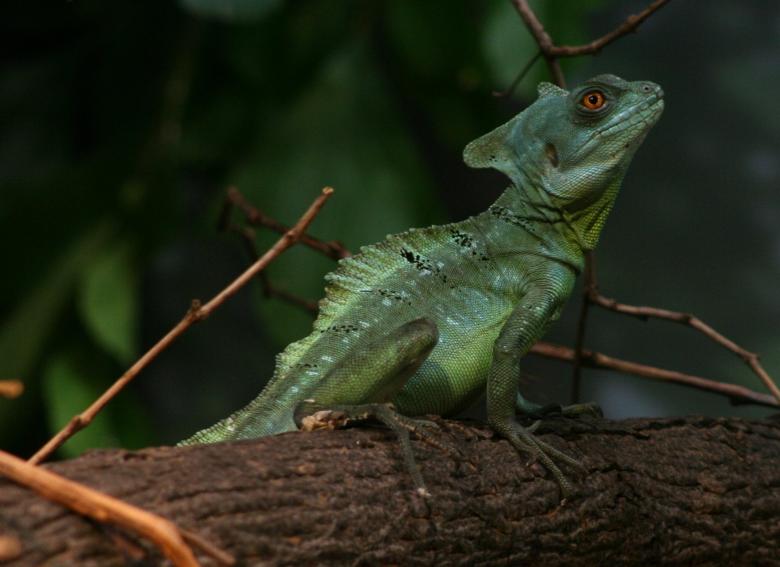 Free stock image of Plumed Basilisk created by Pixabay