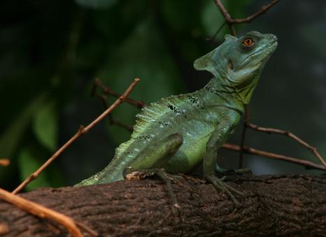 Free Stock Photo of Plumed Basilisk