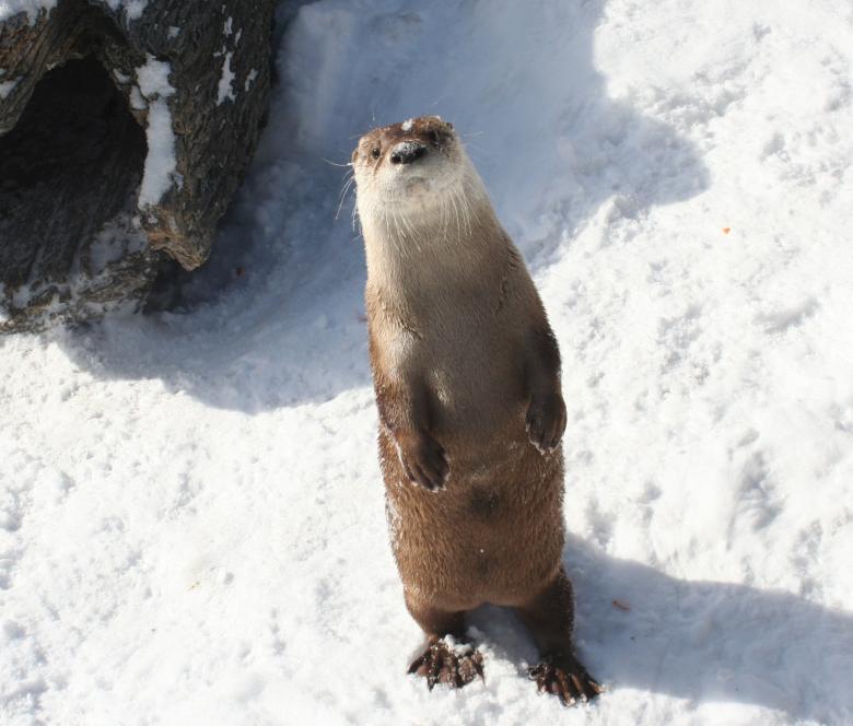 Free stock image of River Otter created by Pixabay