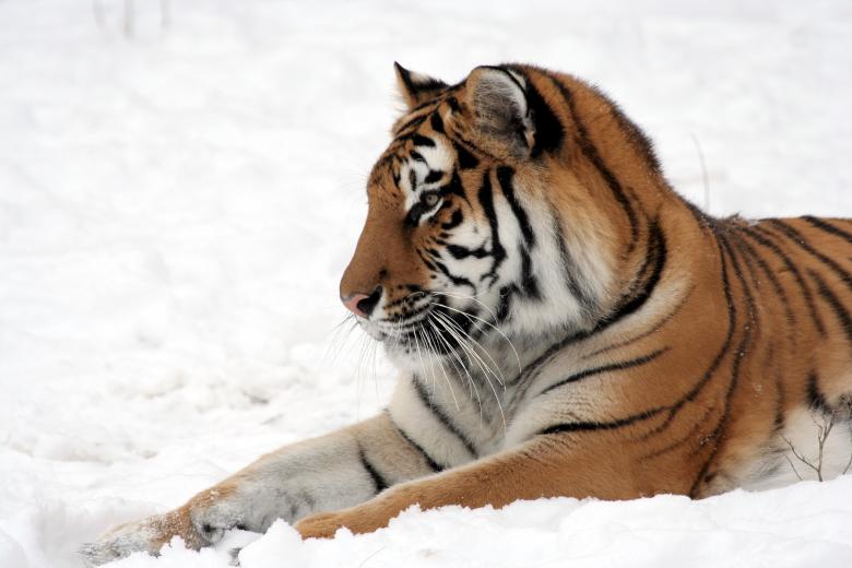 Free stock image of Bengal Tiger created by Pixabay