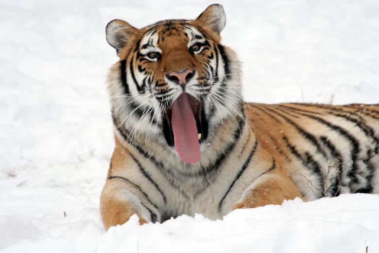Free stock image of Roar created by Pixabay