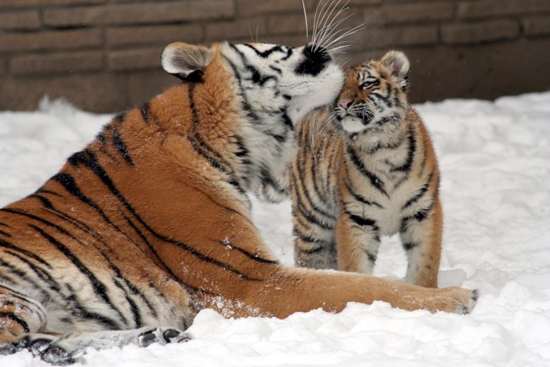 Free stock image of Mother with Cub created by Pixabay