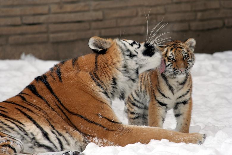 Free stock image of Mother with Cub created by Pixabay