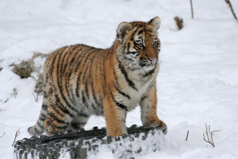 Free stock image of Little Tiger created by Pixabay