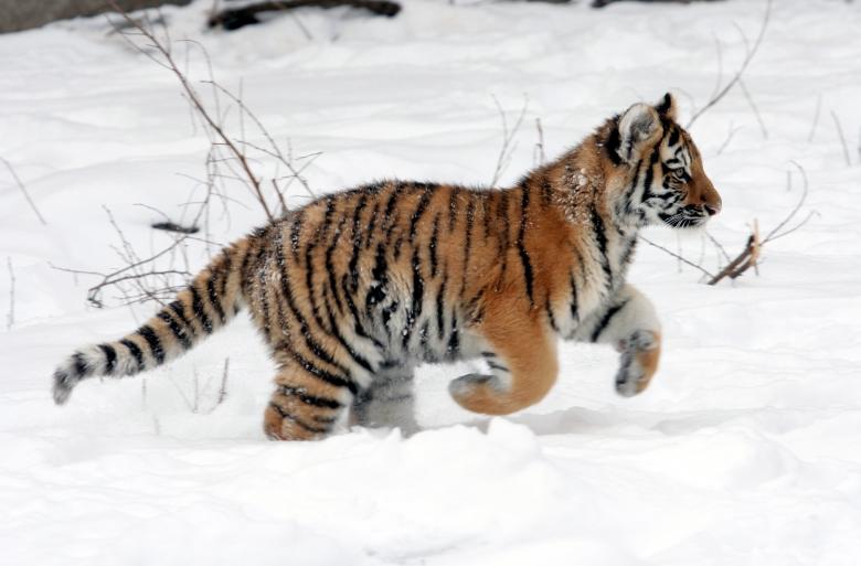 Free stock image of Tiger Cub created by Pixabay