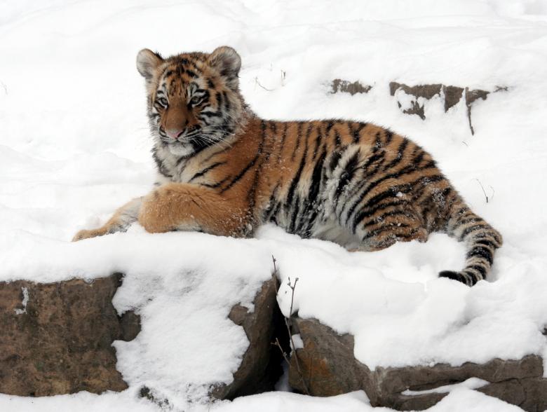 Free stock image of Tiger Cub created by Pixabay