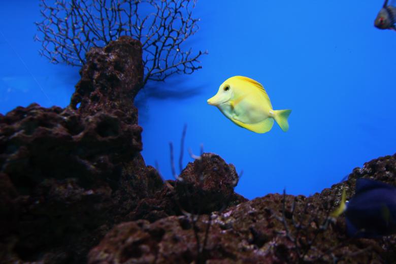 Free stock image of Yellow Tang created by Pixabay