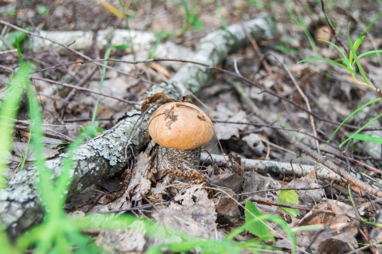Free stock image of Orange Birch Mushroom created by Ivan Shidlovski