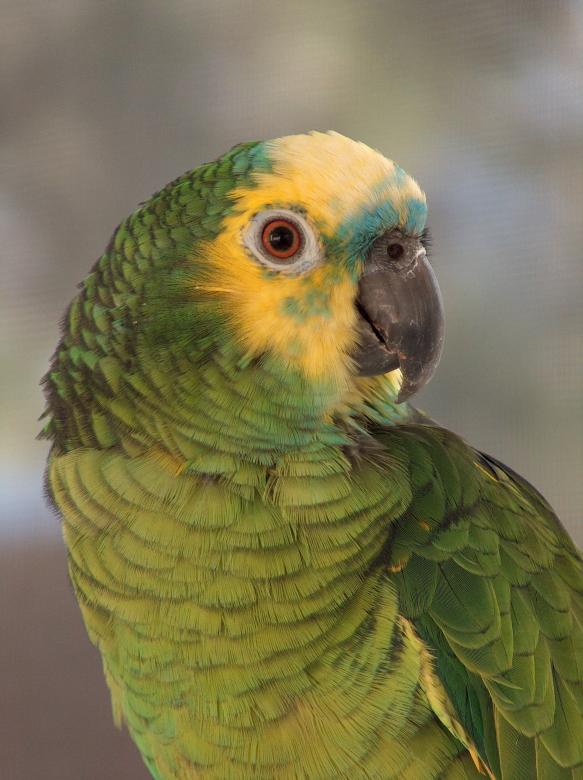 Free stock image of Amazon Blue Front Parrot created by Pixabay