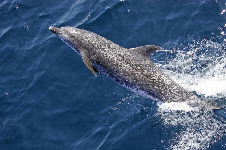 Free stock image of Atlantic Spotted Dolphin created by Pixabay