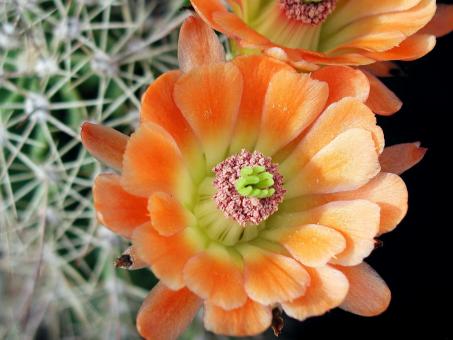 Free Stock Photo of Cactus Flower