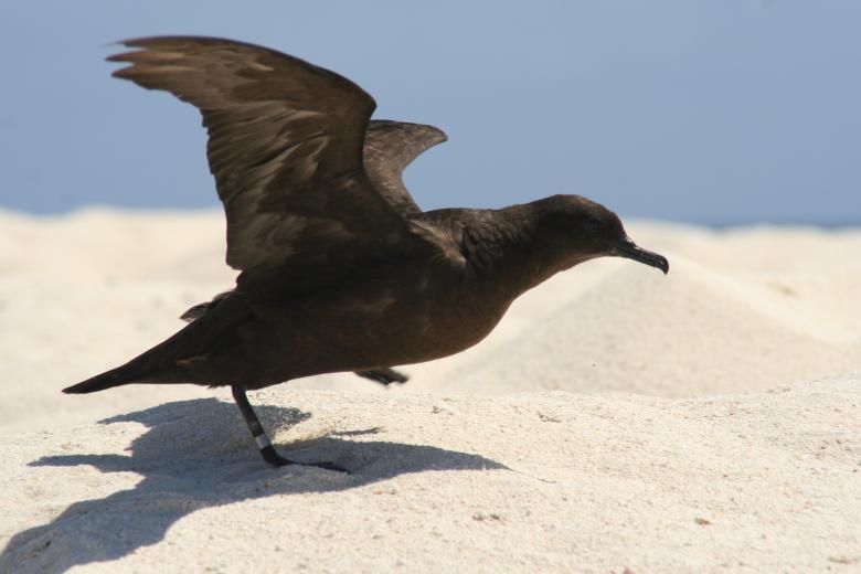 Free stock image of Christmas Shearwater created by Pixabay