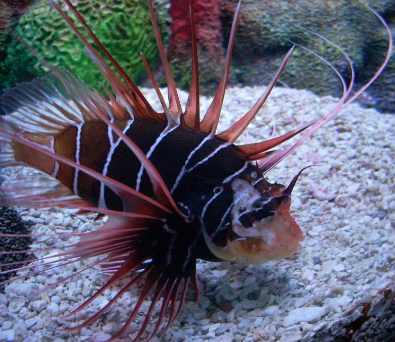 Free stock image of Clearfin Lion Fish created by Pixabay