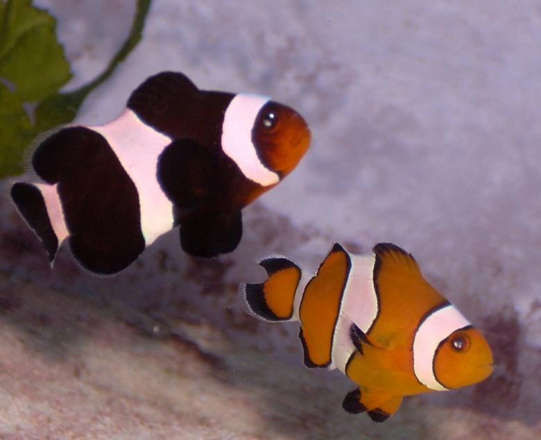 Free stock image of Clown Fish created by Pixabay