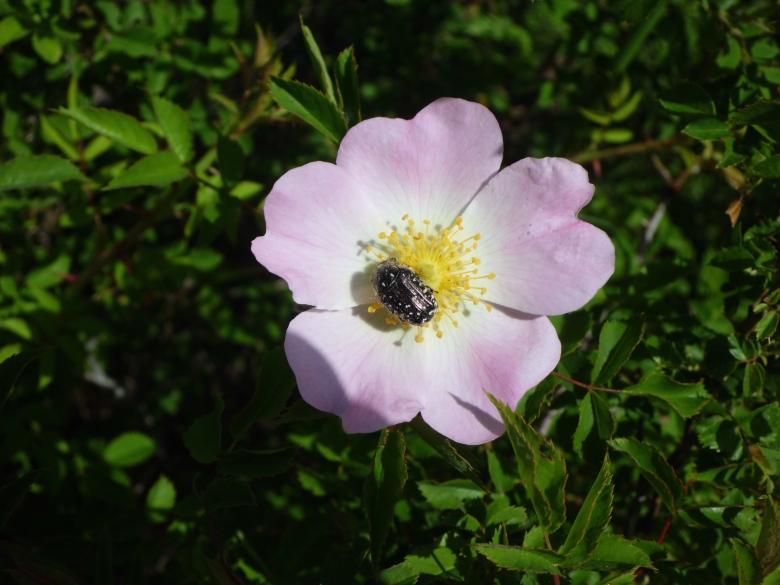 Free stock image of Dog Rose created by Pixabay