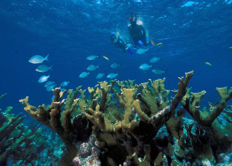 Free stock image of Elkhorn Coral created by Pixabay