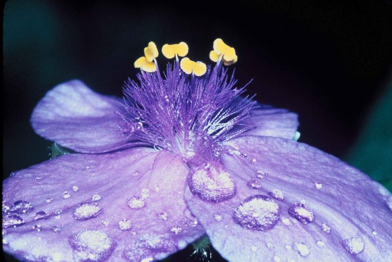 Free stock image of Fresh Flower created by Pixabay