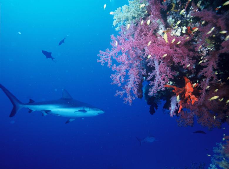 Free stock image of Gray Reef Shark created by Pixabay
