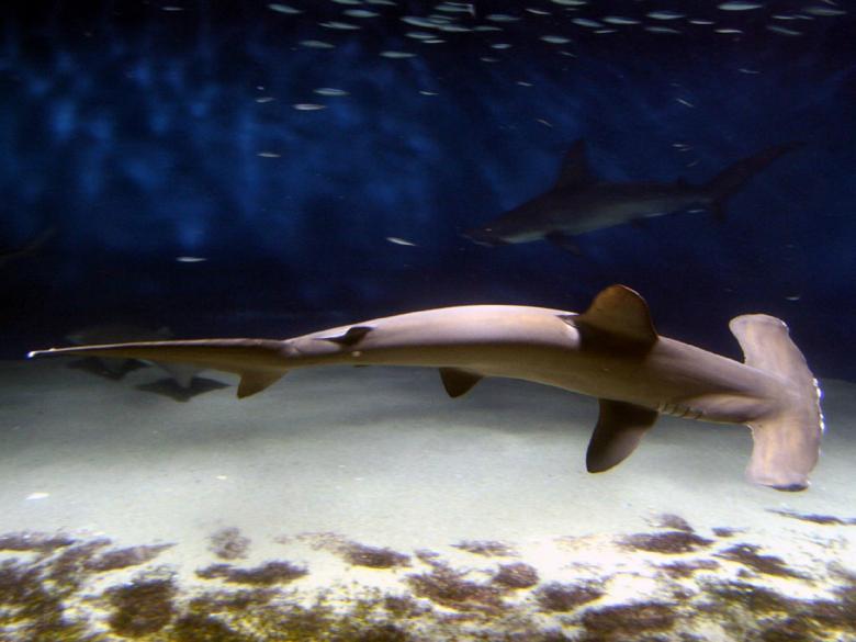 Free stock image of Hammerhead Shark created by Pixabay