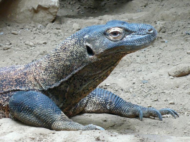 Free stock image of Komodo Dragon created by Pixabay