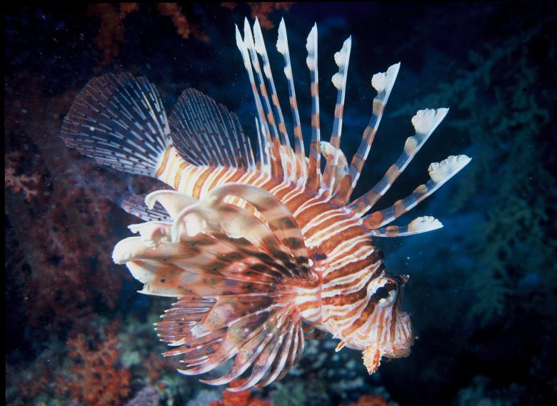 Free stock image of Lion Fish created by Pixabay