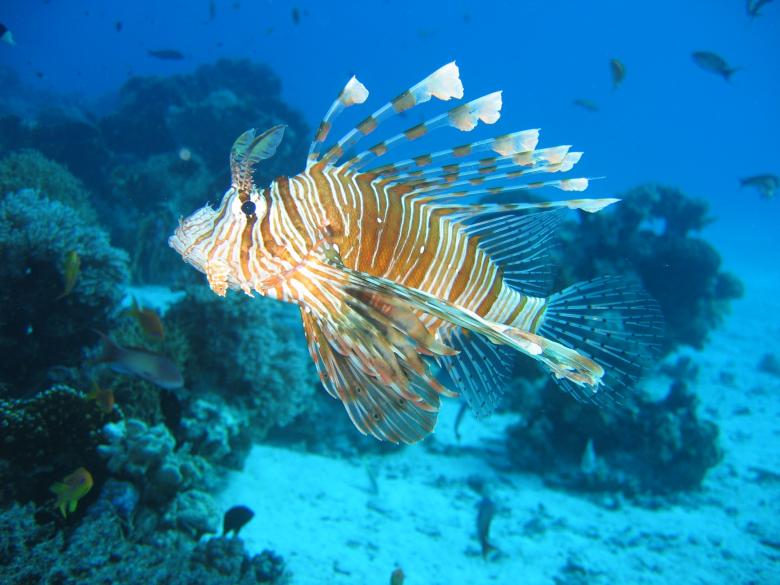 Free stock image of Lionfish in the Sea created by Pixabay