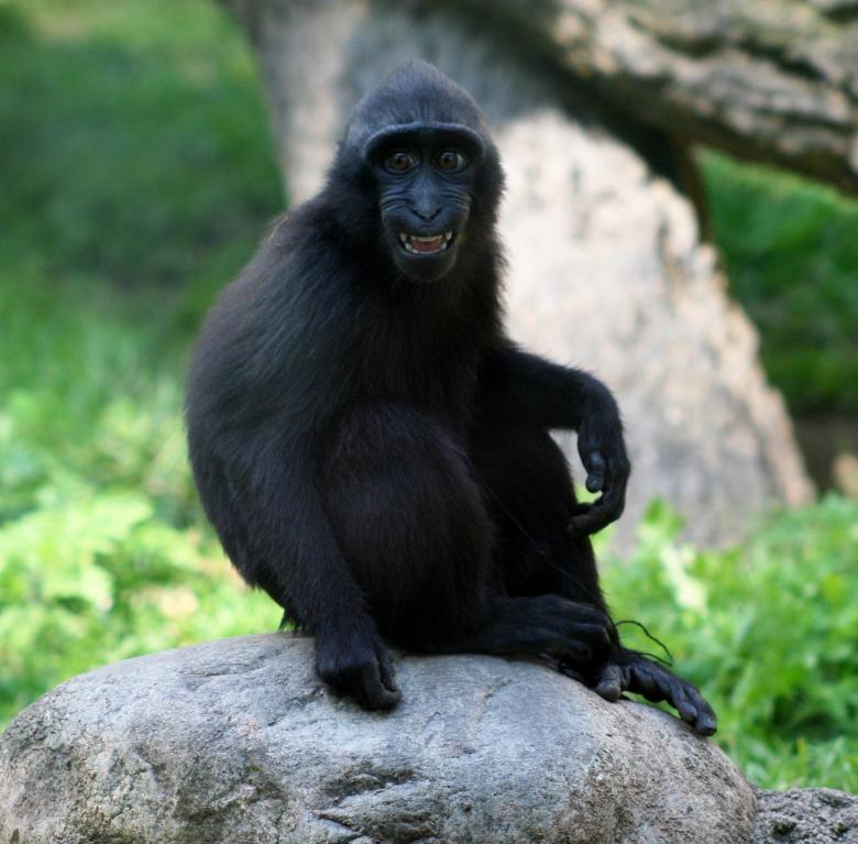 Free stock image of Black Macaca created by Pixabay