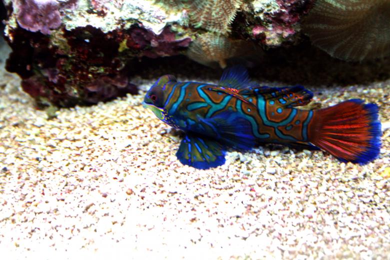 Free stock image of Mandarin Fish created by Pixabay