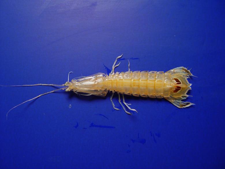 Free stock image of Mantis Shrimp created by Pixabay