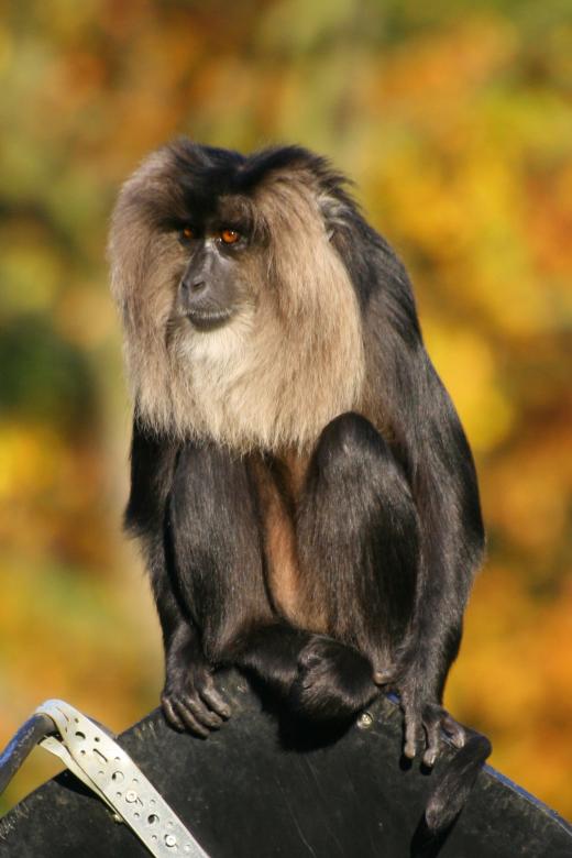 Free stock image of Black Monkey created by Pixabay