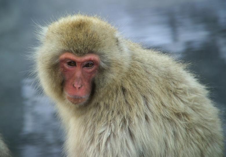 Free stock image of Monkey in Winter created by Pixabay