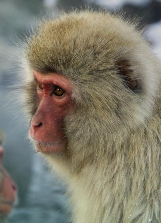 Free stock image of Wild Monkey created by Pixabay