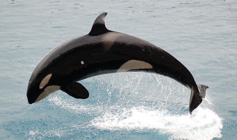 Free stock image of Orca Diving in the Sea created by Pixabay