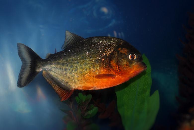 Free stock image of Piranha in the Ocean created by Pixabay