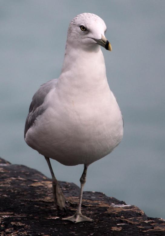 Free stock image of Seagull created by Pixabay