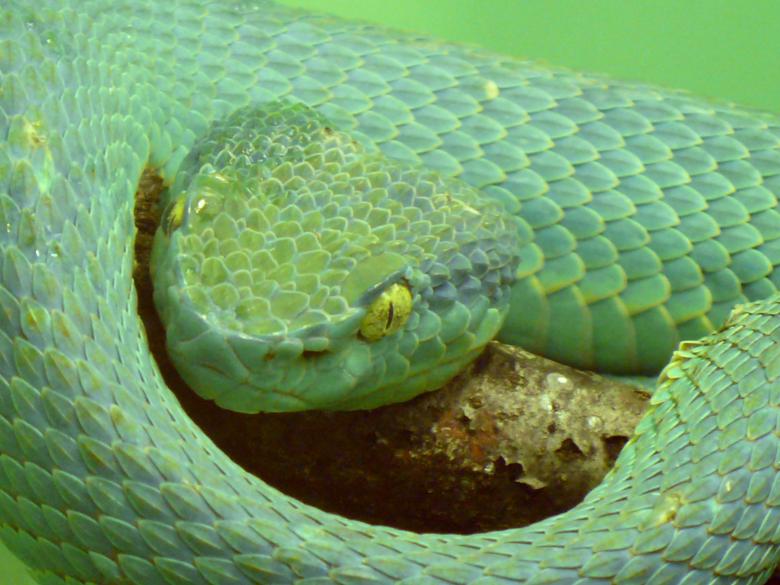 Free stock image of Side Striped Palm Viper created by Pixabay