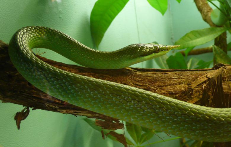 Free stock image of Snake on the Tree created by Pixabay